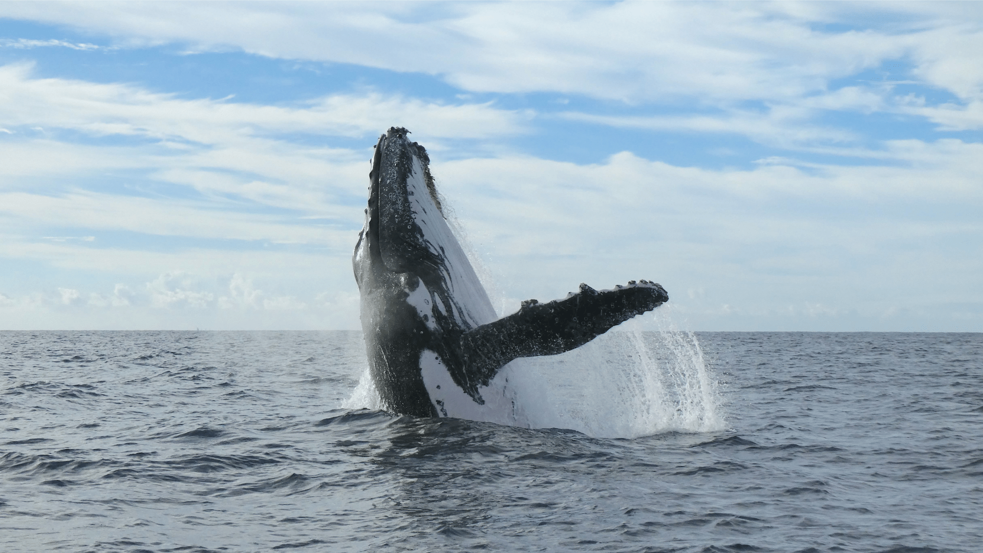 Humpback whale breaching the ocean surface