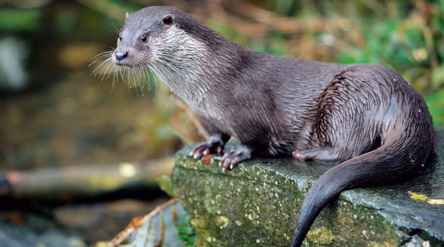 River Otter sitting on a rock