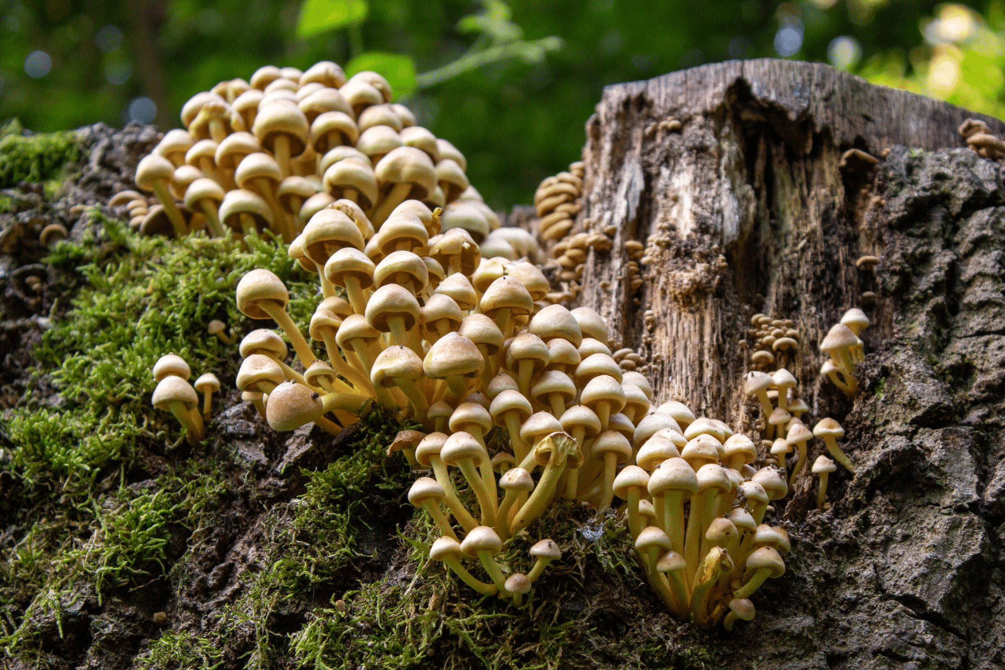 A group of small, light brown mushrooms growing up a mossy log in a woodland setting.