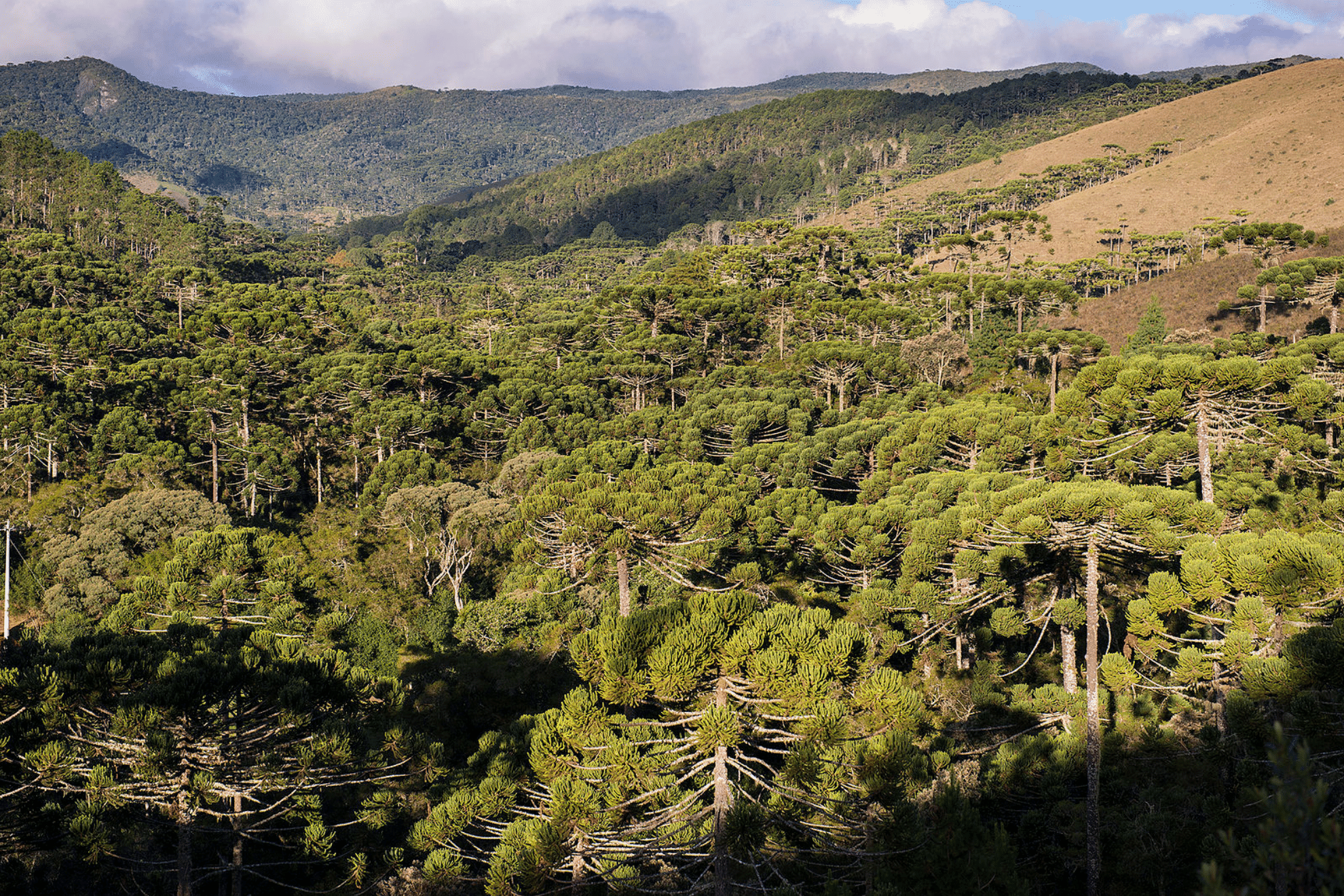 An araucaria forest in a conservation area in Brazil where it is safe from deforestation