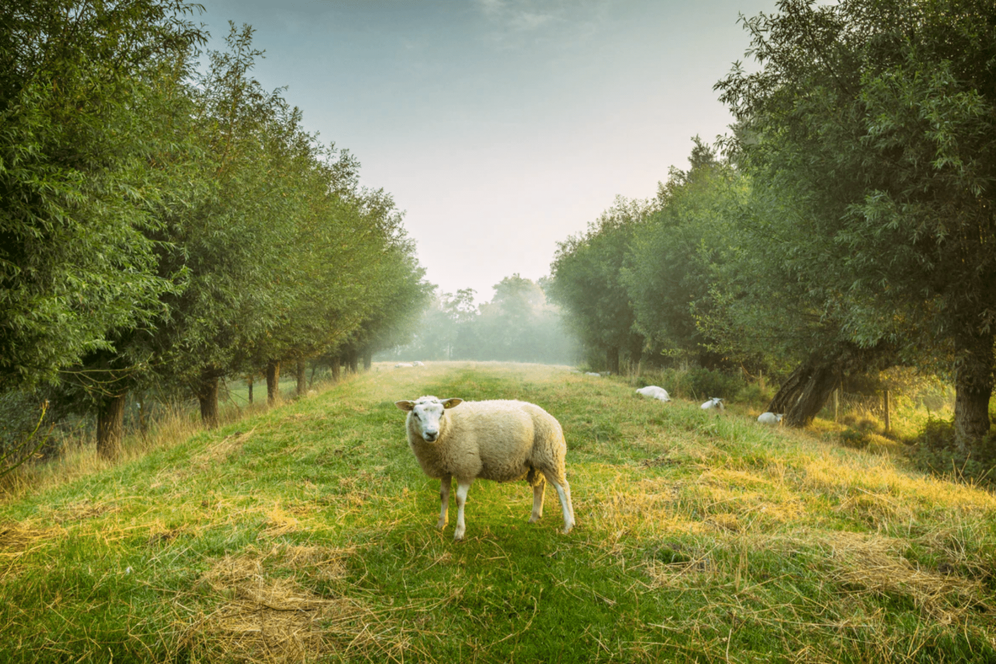A white sheep is in the centre of the frame looking towards the camera. It is standing on grass in-between two rows of trees. A group of sheep can be seen in the background underneath the canopy of the trees.