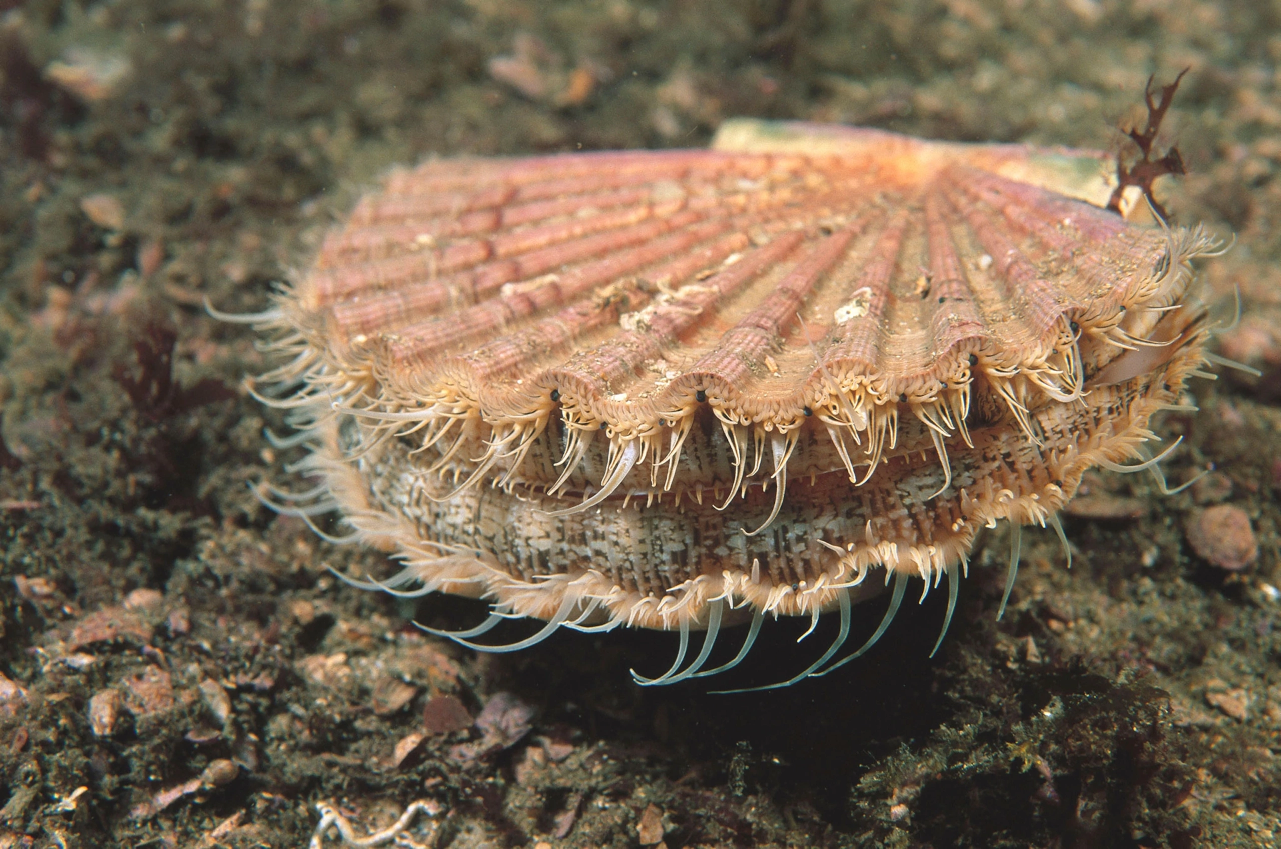 Scallop on sea bed