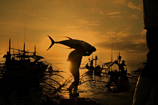 Tuna being carried on a dockside with fishing vessels and a sunset in the background