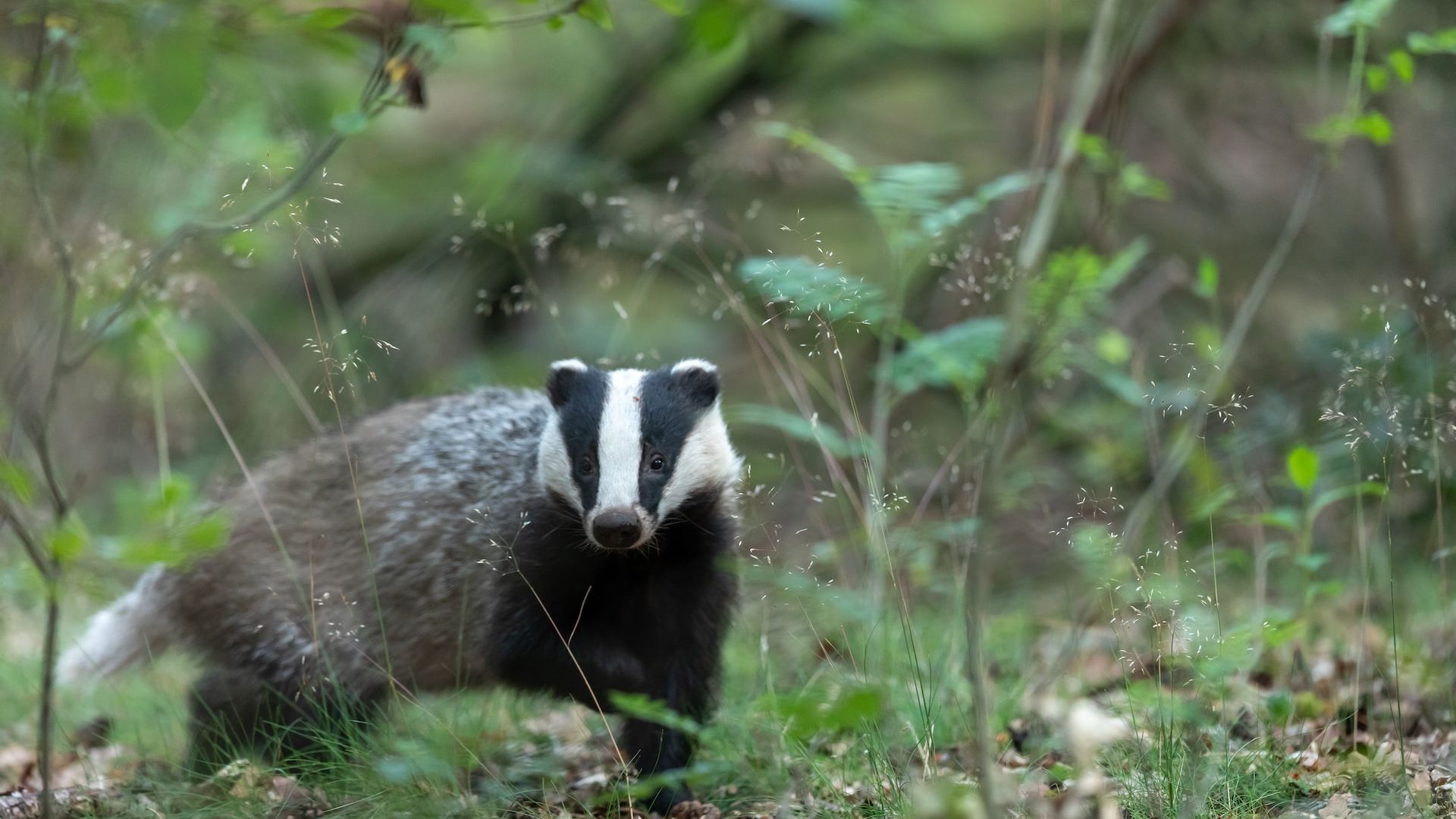 A badger in the wild