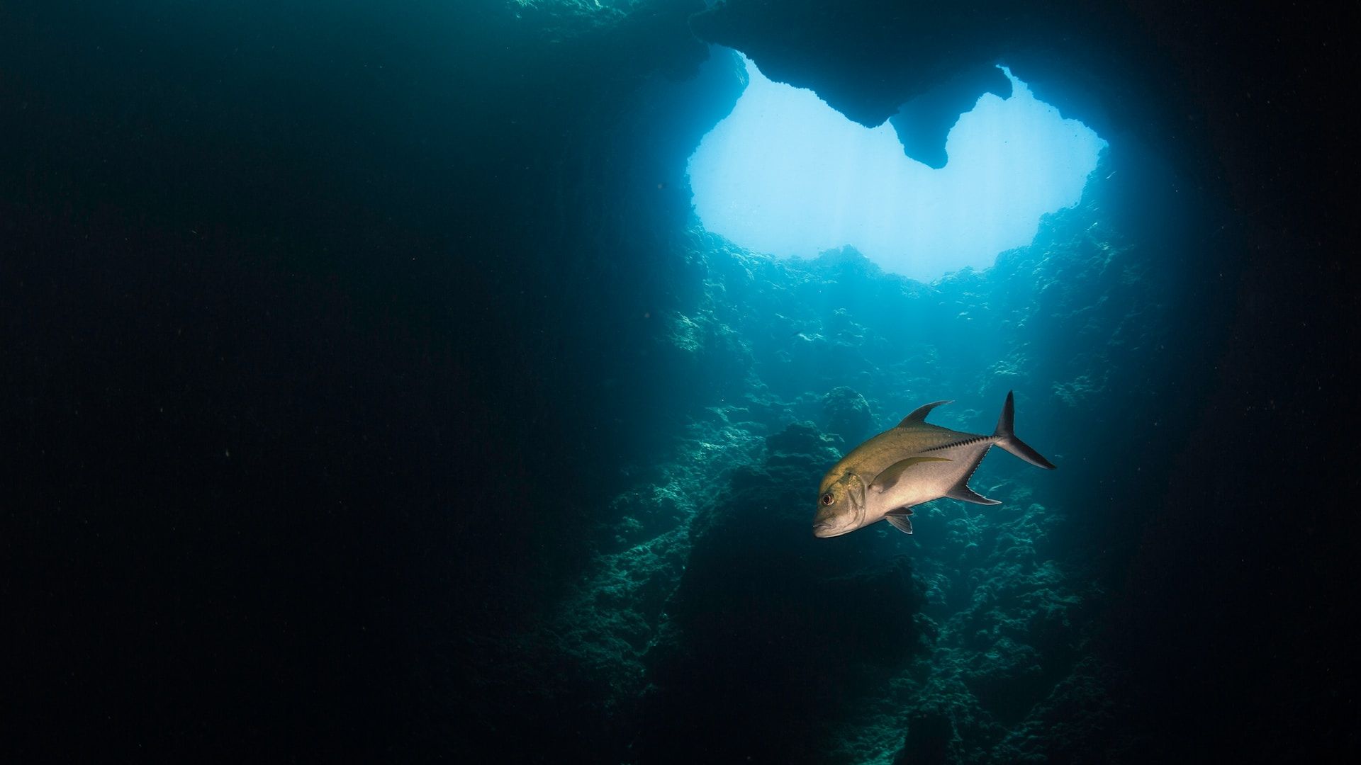 Fish in an underwater cave