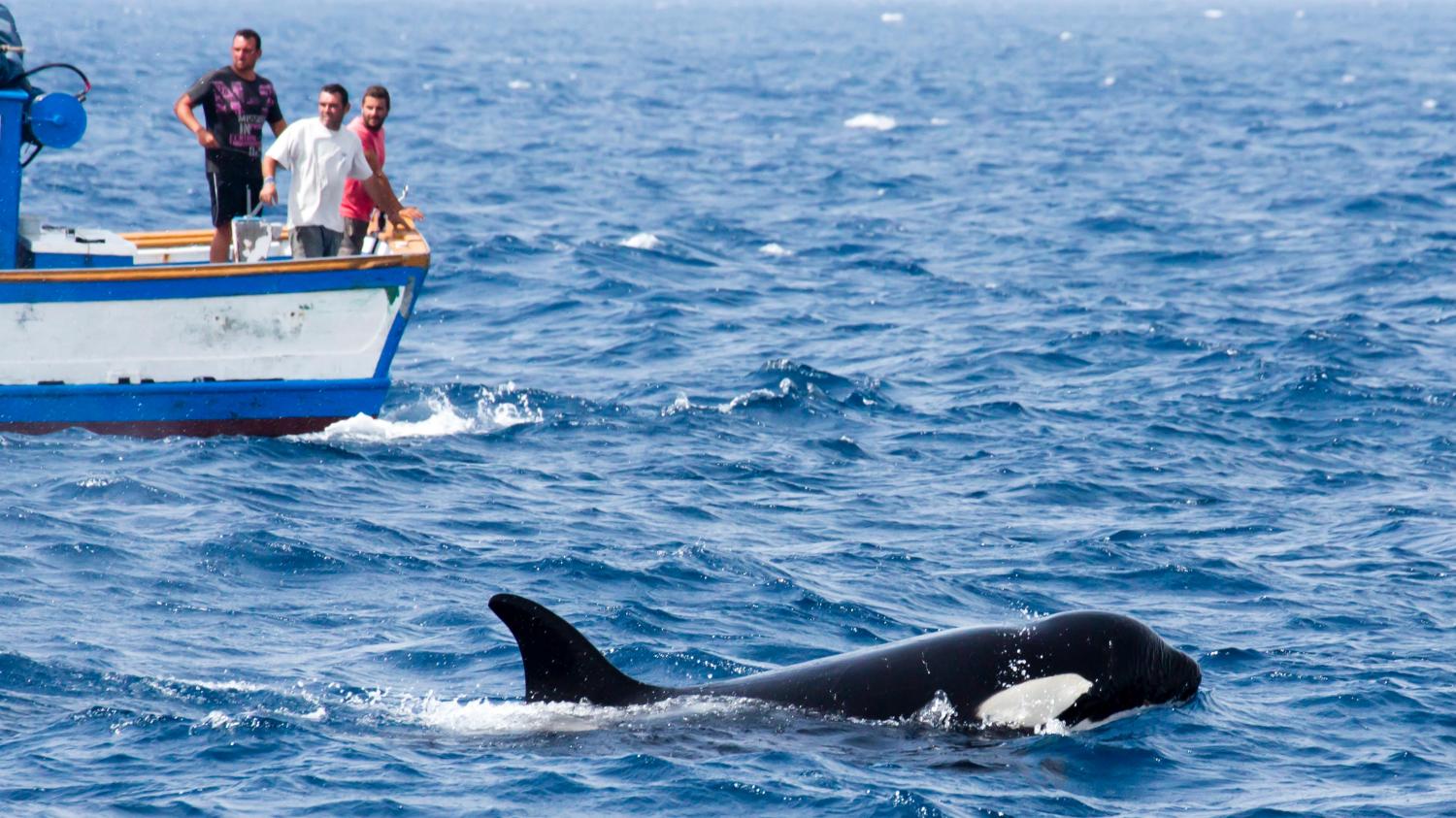 Photograph showing the ocean with people on a yacht and an Orca in the water
