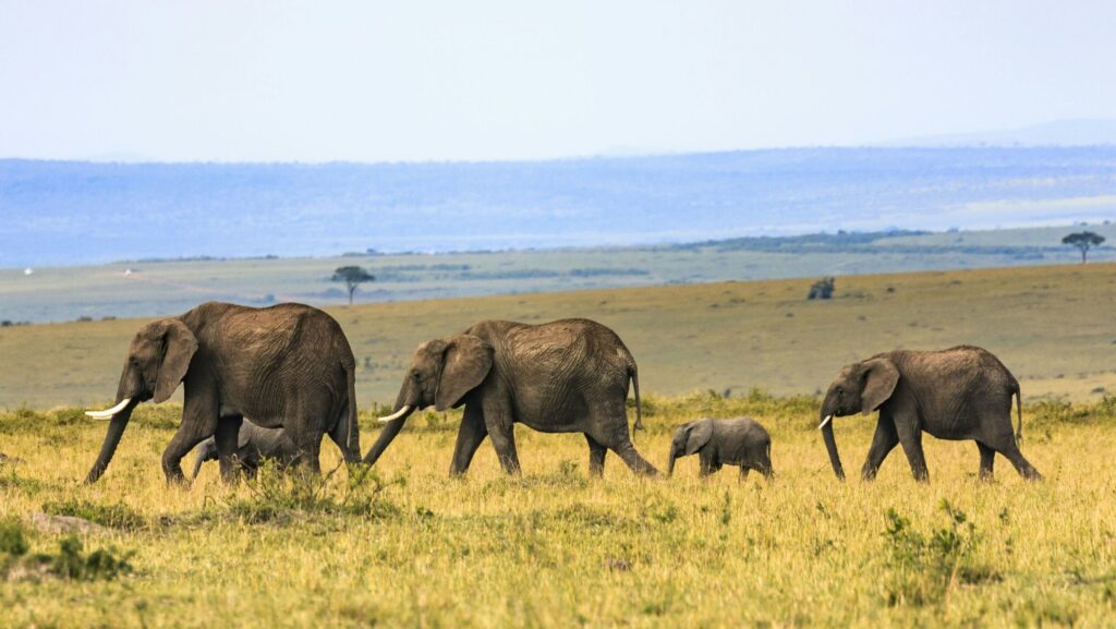 A herd of elephants crossing an area of grassland