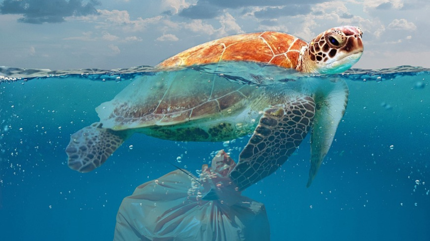 A Sea Turtle swimming with its head above the water line and a trash bag just below the turtle.
