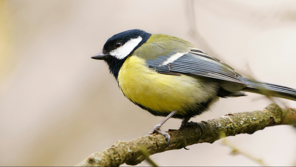 yellow white and black bird sitting on a brown tree branch